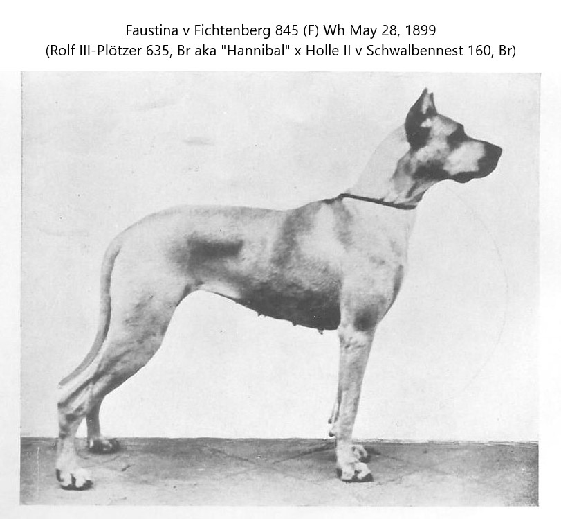 Faustina vom Fichtenberg